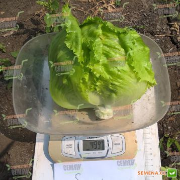 Сандпайпер насіння салату тип Айсберг (Enza Zaden)