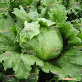 Тевіон насіння салату тип Айсберг (Enza Zaden)