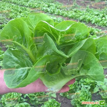 Ксанаду насіння салату тип міні Ромен (Enza Zaden)
