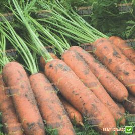 Ньюкасл F1 семена моркови Нантес PR (1,6-1,8 мм) (Bejo)