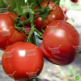 Полфаст F1 семена томат дет.раннего 85 дн. окр.-припл. 100-150 гр. красный (Bejo)