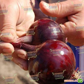 Робин лук репчатый ( красный) семена купить от Bejo, цена в  интернет-магазине Супермаркет Семян