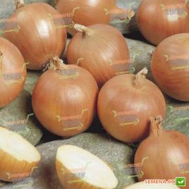 Тамара F1 семена лука репчатого среднего дня среднего 105-108 дн. желтого (Bejo)
