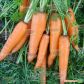 Вита Лонга семена моркови Флакке (Bejo)