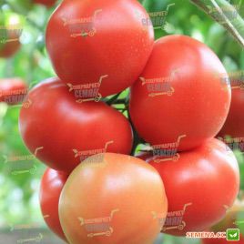 Агіліс насіння томату індет. ультраннього 200-220 гр (Enza Zaden)