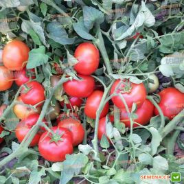 Айваз 331 F1 насіння томату дет. ранній 200-220 гр(Enza Zaden)