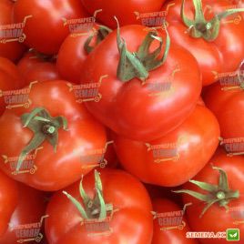 Алінді насіння томату індет. раннього 140-160 гр (Enza Zaden) 