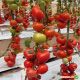 Белле F1 семена томата индет. среднего 110-115 дн. окр. 180-220 г красный (Enza Zaden)