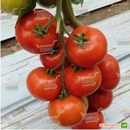 Белле F1 насіння томату індет. середнього окр. 170-190 г (Enza Zaden/Vitalis)