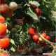 Берберана F1 семена томата индет. раннего 105-115 дн. окр. 250-280 г красный (Enza Zaden)