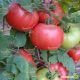 Дімеросса F1 семена томата индет розового (Enza Zaden) 