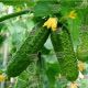 Ексельсіор F1 Organic насіння огірка партенокарп. (Enza Zaden/Vitalis)