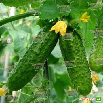 Ексельсіор F1 Organic насіння огірка партенокарп. (Enza Zaden/Vitalis)