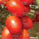Гранадеро F1 Organic насіння томату індет раннього слив 150-160 г (Enza Zaden/Vitalis)