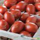 Гранадеро F1 Organic семена томата индет. раннего 100-110 дн. слив. 140-150 г красный (Enza Zaden/Vitalis)