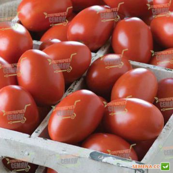 Гранадеро F1 Organic насіння томату індет раннього слив 150-160 г (Enza Zaden/Vitalis)
