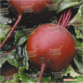 Червона куля насіння буряка столового (Moravoseed)