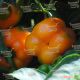 Кубиста F1 семена перца сладкого тип Блочный среднего 200-220 гр. 12х9,5 см зел./оранж. (Moravoseed)