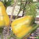 Мистери семена перца сладкого тип Блочный раннего 80-90 дн. 220-240 гр. 13х11 см 6-8 мм зел./желт. (Moravoseed)
