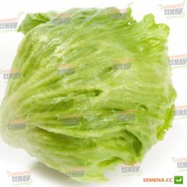 Аргентинас насіння салату тип Айсберг дражування (Rijk Zwaan)