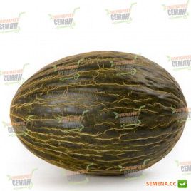 Бравура F1 насіння дині типу Пієл де Сапо середньостиглої 75-80 дн. 2,5-3 кг (Rijk Zwaan)