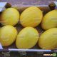 Дукрал F1 семена дыни тип Желтая канарская средней 70-75 дн. 2,5-3 кг овал. жел./бел. (Rijk Zwaan)