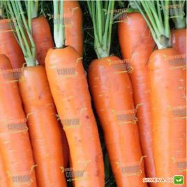 Крофтон F1 семена моркови Нантес. (калибр меньше1,6) (Rijk Zwaan)
