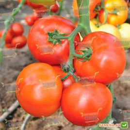 Куерідо F1 насіння томату індет. (Rijk Zwaan)ЗНЯТО З ВИРОБНИЦТВА 