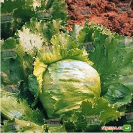 Лагунас насіння салату тип Айсберг дражоване (Rijk Zwaan)