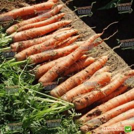 Магно F1 семена моркови Нантес. (калибр меньше 1,6) (Rijk Zwaan)