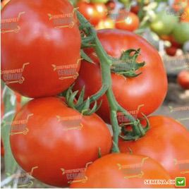 Махитос F1 насіння томату індет. (Rijk Zwaan)