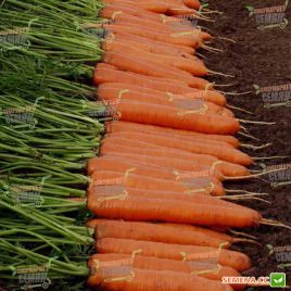 Монанта семена моркови Нантес (Rijk Zwaan)