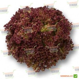 Нейшн насіння салату тип Лолла Росса дражування (Rijk Zwaan)