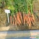 Аттилио F1 семена моркови Нантес (Vilmorin)