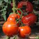 Аламіна F1 насіння томату индет. (Rijk Zwaan)