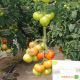 Васанта F1 насіння томату напівіндет. раннього 180-210 гр. (Rijk Zwaan)