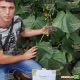 Кантара F1 семена огурца корнишона партенокарп. среднего 50 дн. 9-13 см (Rijk Zwaan)
