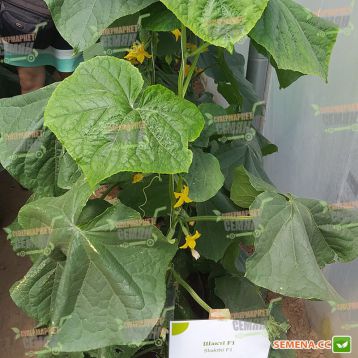 Шакти F1 семена огурца корнишона партенокарп. раннего 40-45 дн. 6-10 см (Rijk Zwaan)