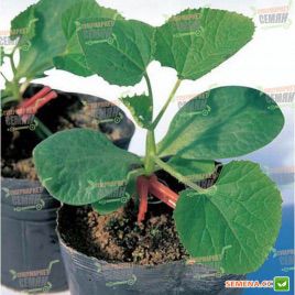 Шинтоза семена подвоя для арбуза и огурца (NongWoo Bio)