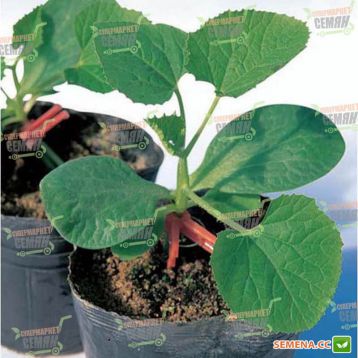 Шинтоза насіння підщепи для кавуна та огірка (NongWoo Bio)