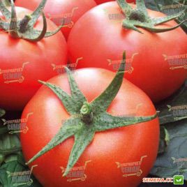 Зодіак F1 насіння томата індет. рож. окр. (NongWoo Bio)