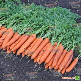 Белградо F1 семена моркови Берликум PR (1,8-2,0 мм) (Bejo)