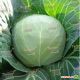 Калибр F1 семена капусты б/к поздней 120-125 дн. 2-2,5 кг (Hazera)