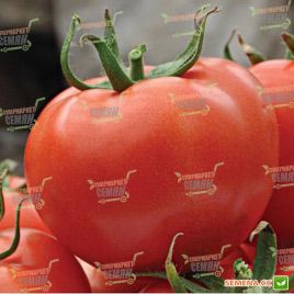 Магнетик F1 семена томата индет. среднего 115-125 дн. окр. до 200гр красный (Hazera)