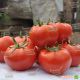 Магнетик F1 семена томата индет. среднего 115-125 дн. окр. до 200гр красный (Hazera)