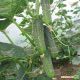 Парсифал F1 семена огурца пчелоопыляемого (Hazera)