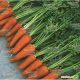 Шантане 3-Комет семена моркови Шантане (Hazera)