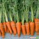 Шантане Ред Коред семена моркови Шантане 100-110 дн. (Vilmorin)