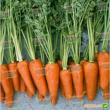 Шантане Ред Коред семена моркови Шантане 100-110 дн. (Vilmorin)