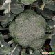 Стромболи F1 семена капусты брокколи ранней (Hazera)